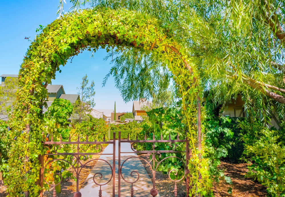 Discover Temecula: Touring the Best Local Wineries
